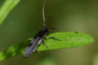 Phytoecia cylindrica