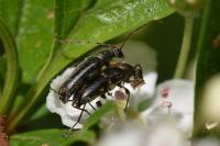 Grammoptera ruficornis