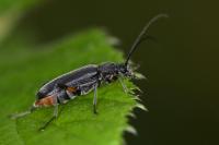 Grammoptera abdominalis