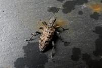 Rhagium inquisitor