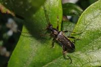 Grammoptera ruficornis