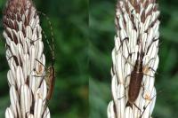 Agapanthia asphodeli