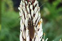 Agapanthia asphodeli