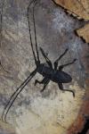 Morimus asper