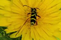 Clytus arietis
