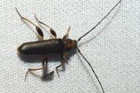 Phymatodes testaceus