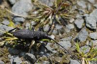 Morimus asper