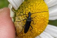 Rutpela nigra