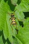 Clytus arietis