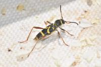 Clytus arietis