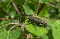 Saperda populnea