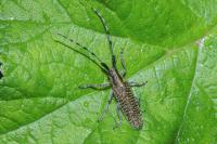 Agapanthia villosoviridescens