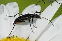 Rutpela nigra