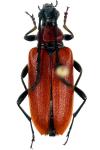 Stictoleptura fontenayi