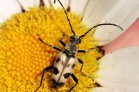 Pachytodes cerambyciformis