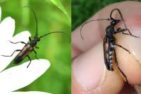 Anoplodera sexguttata