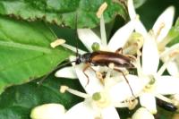 Alosterna tabacicolor