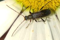 Grammoptera ruficornis