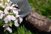 Rutpela nigra