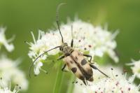 Pachytodes cerambyciformis