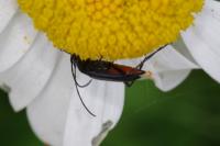 Rutpela nigra