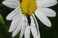 Rutpela nigra