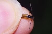 Alosterna tabacicolor