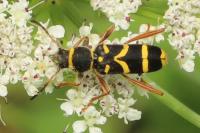 Clytus arietis