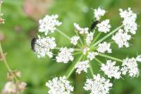Rutpela nigra