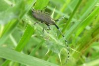 Agapanthia villosoviridescens
