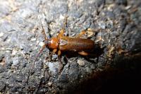 Phymatodes testaceus