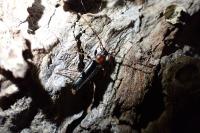 Phymatodes testaceus