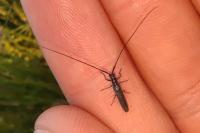 Calamobius filum
