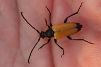 Stictoleptura fulva