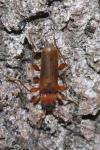 Phymatodes testaceus