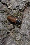 Phymatodes testaceus