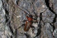 Phymatodes testaceus