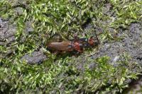 Phymatodes testaceus