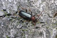Phymatodes testaceus