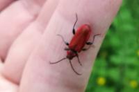 Pyrrhidium sanguineum