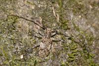 Mesosa nebulosa
