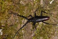 Cerambyx cerdo