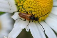 Pseudovadonia livida