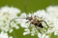 Pachytodes cerambyciformis