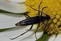 Rutpela nigra