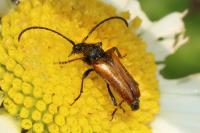 Pseudovadonia livida