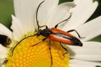 Stenurella melanura