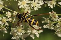 Clytus arietis