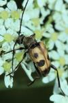 Pachytodes cerambyciformis