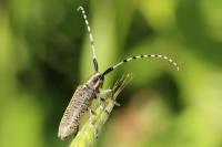 Agapanthia villosoviridescens